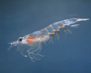 Antarctic Krill image